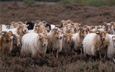 Nieuwsbrief herfst 2020