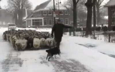 Schapen door de sneeuw