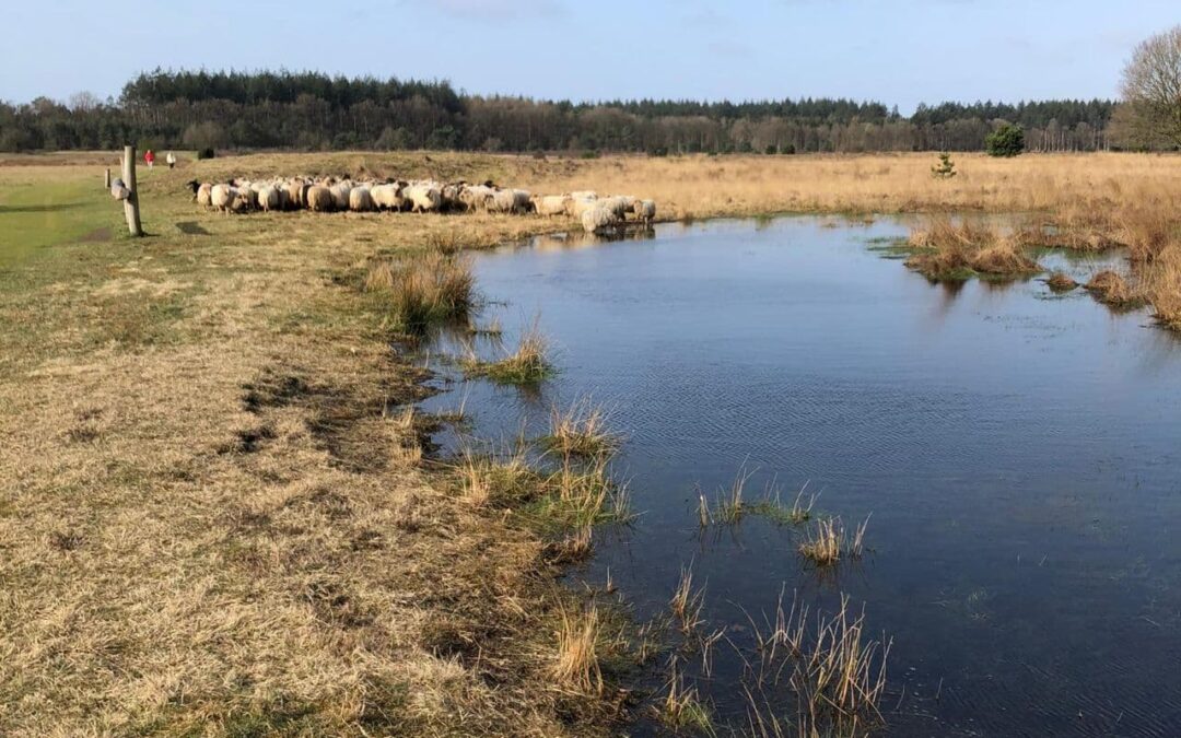 De schapen voor het eerst naar buiten op deze prachtige lente dag.