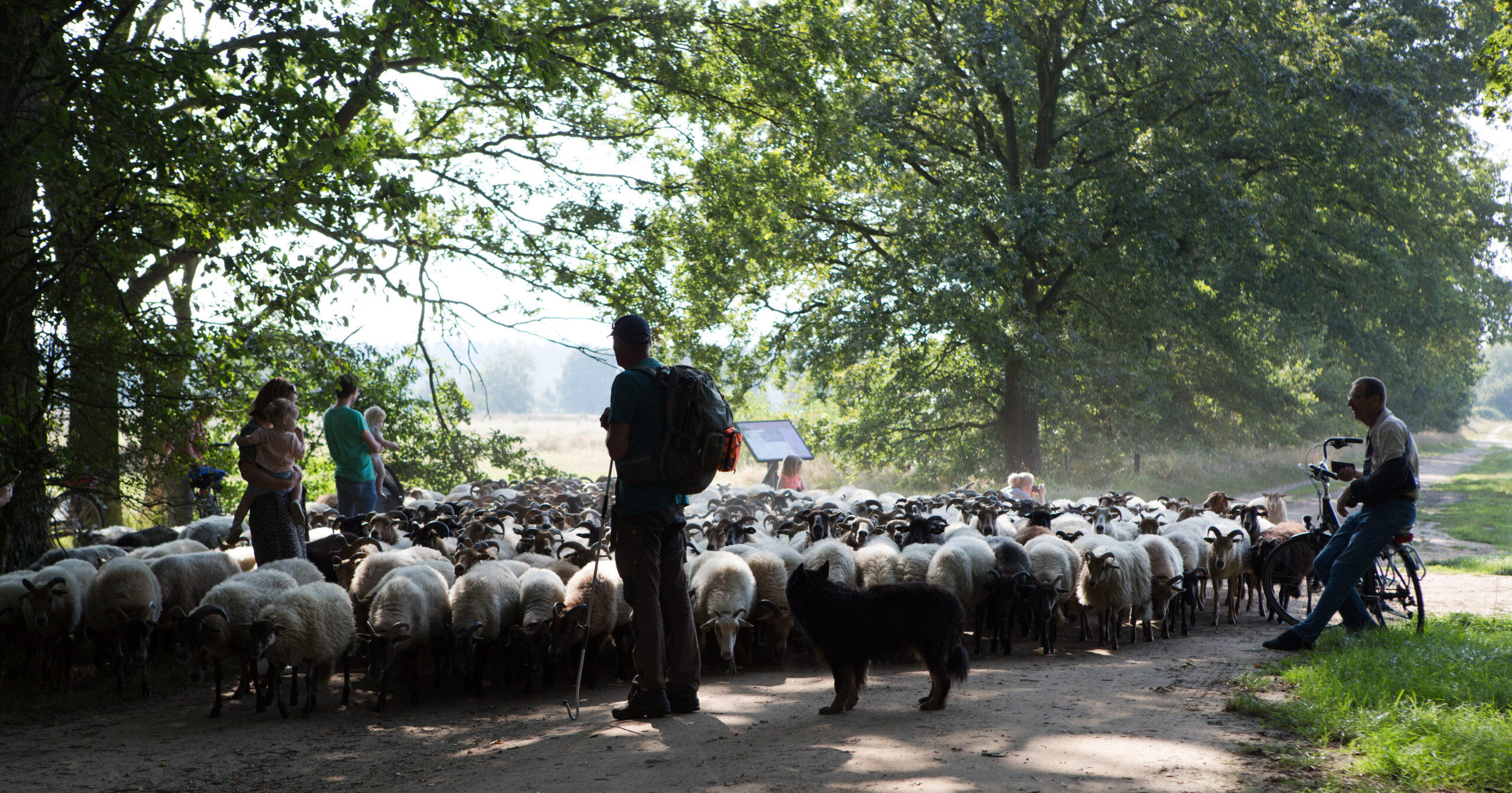 Schaapskudde Exloo 21 (36 van 39)