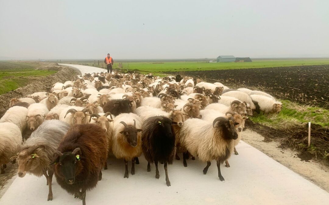 Kudde staat in winterbegrazing