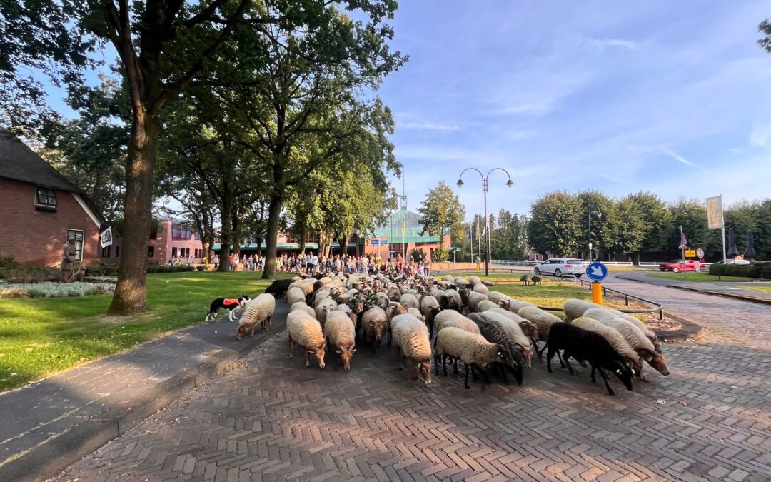 Start schooljaar, de kudde brengt de kinderen naar de 1e schooldag!