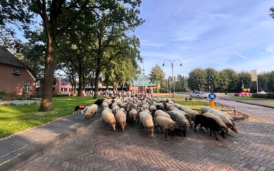 Start schooljaar, de kudde brengt de kinderen naar de 1e schooldag!