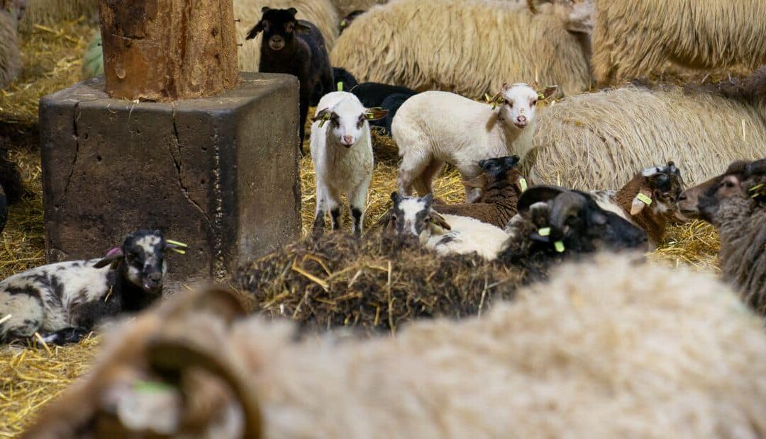 Hoeveel lammetjes zijn er geboren dit jaar?
