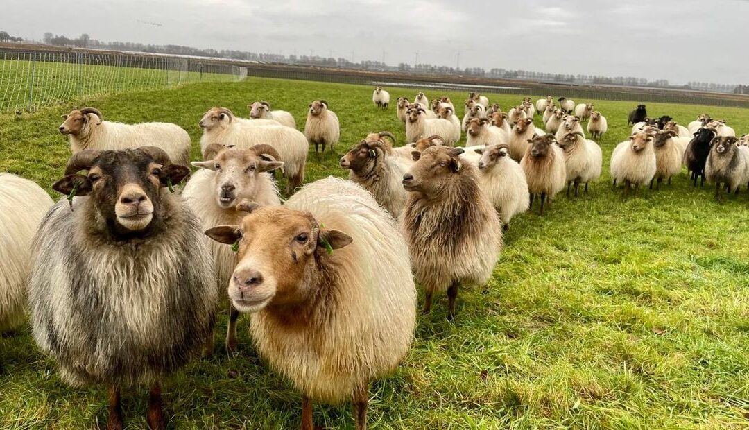 Waar zijn onze schapen nu? (update 16 maart 2025)
