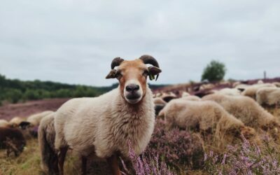 Vanaf donderdag 21 augustus weer normale loopschema