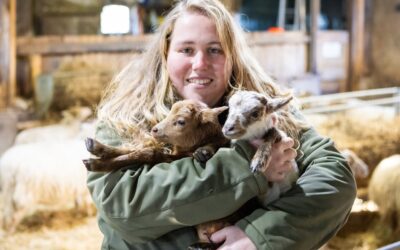Eerste lammetjes geboren op 1e Kerstdag