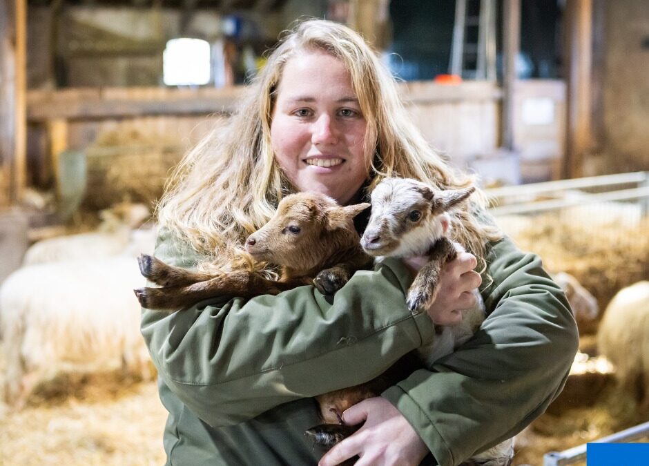 Eerste lammetjes geboren op 1e Kerstdag