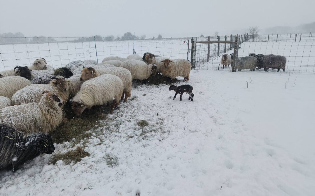 Cadeautje in de sneeuw……