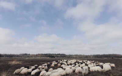 Het loopseizoen is begonnen, de eerste keer weer naar de hei